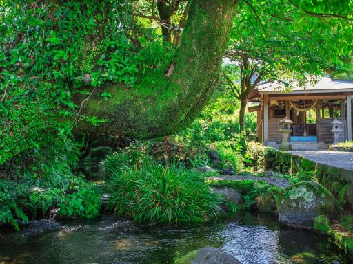 池の川水源の画像