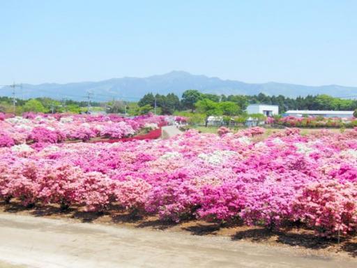 大津つつじ園の画像