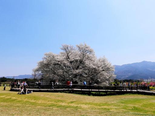 一心行の大桜の画像